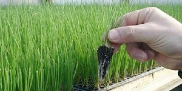 Бизнес план выращивания зеленого лука Бизнес луковая ферма